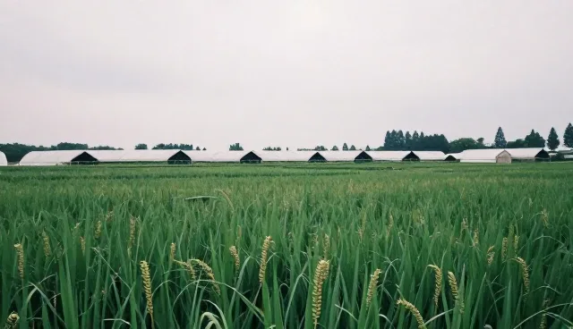 系统稳定性如何影响域名服务器的性能表现